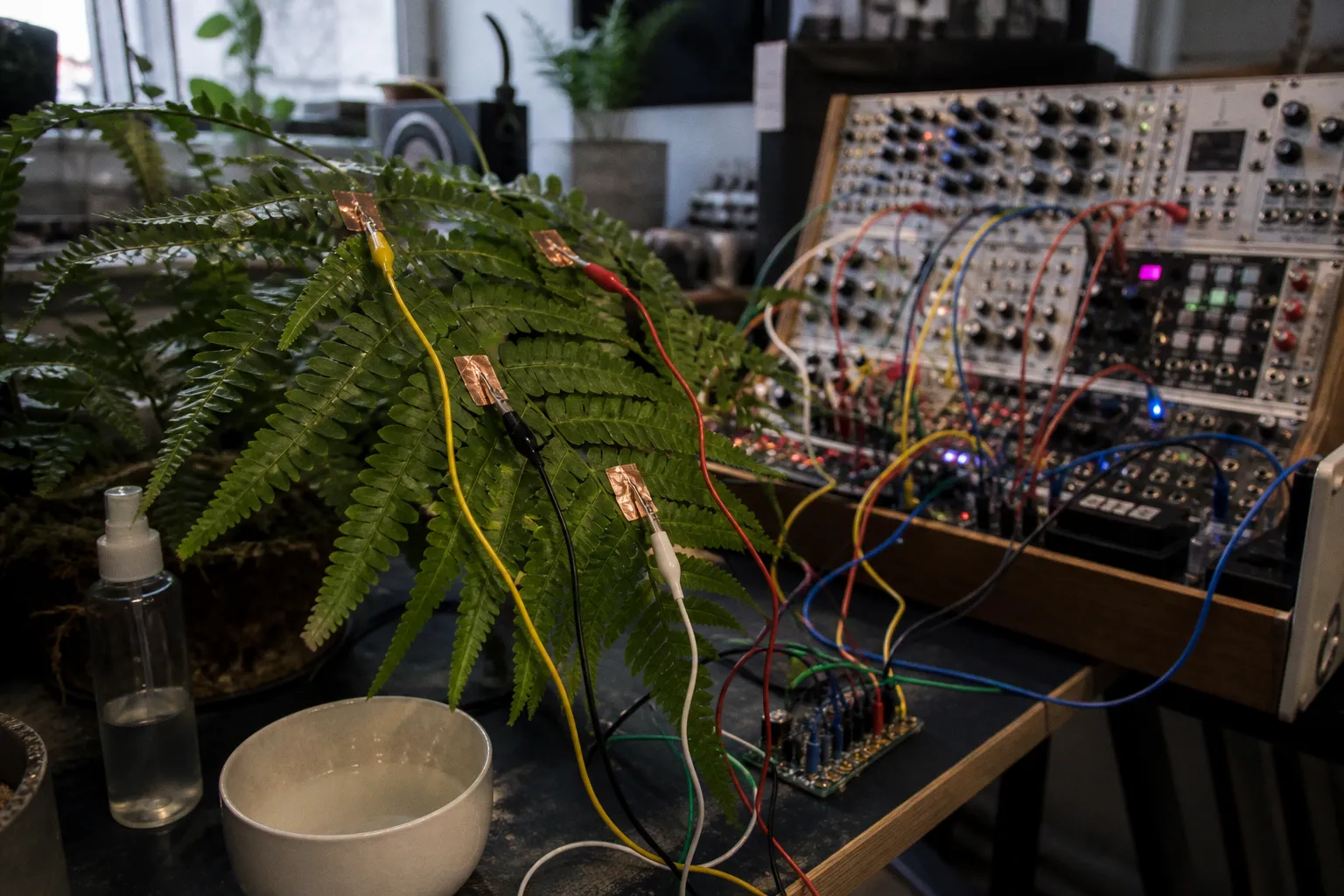 Instalacja bioart: od podpięcia roślin do syntezy dźwięku